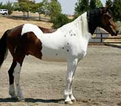 A brown and white pinto horse stands on a dirt surface with trees and a fence in the background.