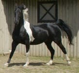 A black and white horse trots on a stone pathway next to a wooden stable.