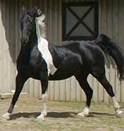 A black and white horse stands on a patch of grass in front of a wooden building with a window.