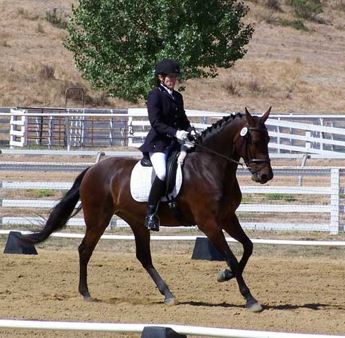 A person in equestrian attire is riding a dark brown horse in an outdoor arena.