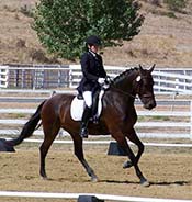 Person in equestrian outfit riding a dark brown horse in an outdoor arena with white fencing and trees in the background.