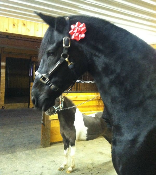 A black horse with a red bow on its head stands in a stable, with another horse visible in the background.