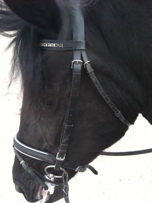 Close-up of a black horse's head wearing a bridle and bit, showing detailed leather straps and buckles.