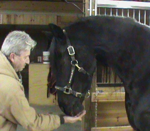 A person with gray hair and a beige jacket is feeding a black horse inside a stable.