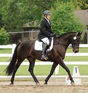 Individual in formal equestrian attire riding a dark horse in an outdoor competition arena, with white fences and trees in the background.