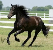 A black horse with a flowing mane runs energetically in a green pasture enclosed by white fencing.