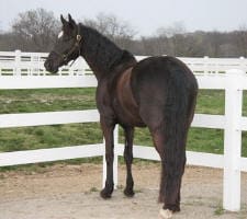 A dark brown horse stands in a dirt paddock surrounded by white fencing, facing away from the camera.