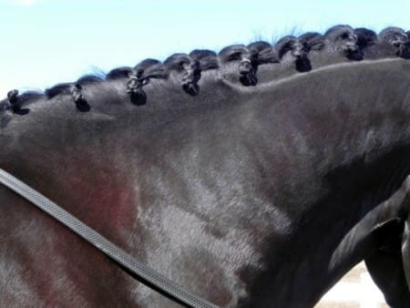 Close-up of a black horse's neck and mane, braided into neat, uniform knots. The horse is wearing a harness strap over its shoulders.