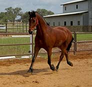 A brown horse walking in a fenced sandy paddock, with buildings and greenery in the background under a partly cloudy sky.