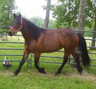 A brown horse with a black mane walks inside a fenced grassy area, with trees visible in the background.