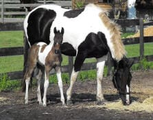 A black and white horse and its foal stand next to each other in a fenced outdoor area. The adult horse is eating from the ground.