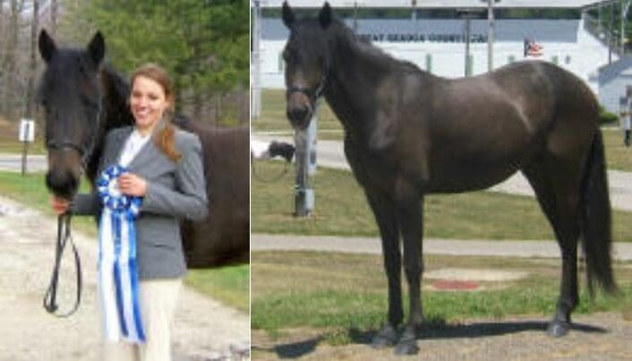 A person holding a blue ribbon stands next to a dark brown horse in one image; on the right, the same horse stands alone with a building in the background.