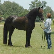 A person holding the reins and standing next to a large, dark-colored horse in a grassy area with trees in the background.