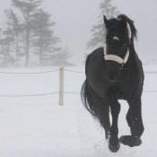 A black horse with a white halter trots through a snowy landscape with blurred trees in the background.