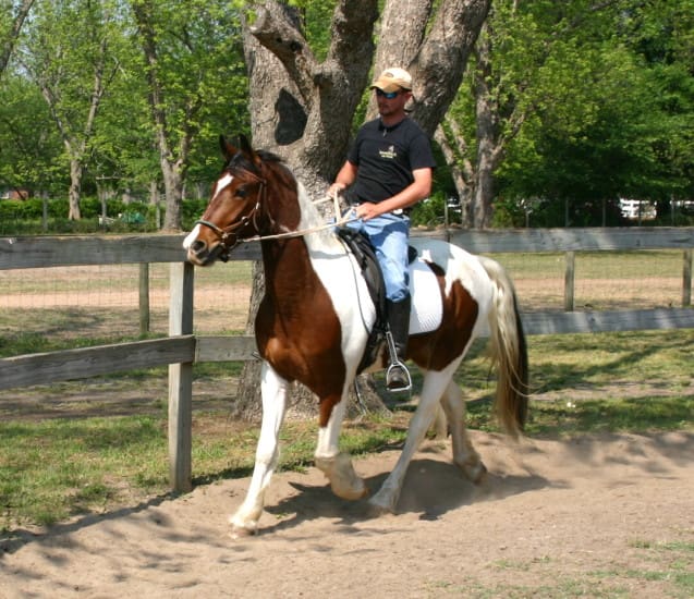 A person wearing a black shirt and jeans rides a brown and white horse in a fenced outdoor area with trees in the background.