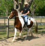 A person rides a brown and white horse along a fence in a sunlit, tree-lined area.