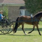 A person drives a horse-drawn carriage on grass near a brick building.