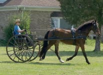 Person in a blue shirt drives a horse-drawn, two-wheel cart on a grassy area with a brick building and trees in the background.