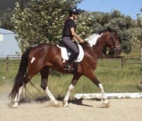 A person riding a brown and white horse on a sandy path, with greenery and a fence in the background. The rider is wearing a helmet and riding gear.