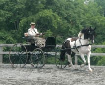 Person driving a black and white horse-drawn carriage on a dirt path with green trees in the background.