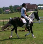 A person in riding gear is riding a black and white horse in an outdoor setting with green grass, fences, and buildings in the background.