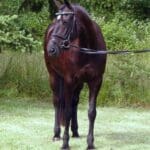 A dark brown horse with a bridle and reins stands on green grass against a backdrop of trees.