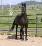 A black horse stands in a fenced area with green hills and a road in the background.