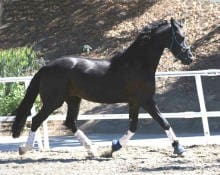 A black horse with white socks is trotting in an enclosure with a white fence.