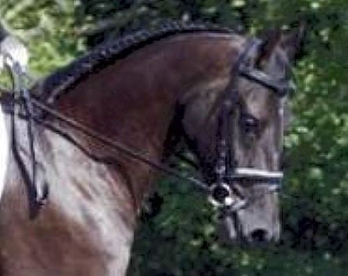 A close-up image of a dark brown horse with a braided mane wearing a bridle, set against a blurred green background.