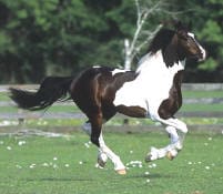 A black and white horse gallops across a green field with a fence and trees in the background.