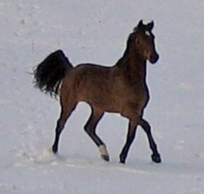 A brown horse with a black mane and tail trots through a snowy field.