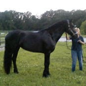 A person stands in a field holding the bridle of a black horse. Trees and a fence are visible in the background.