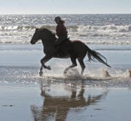 Person riding a horse along the beach with waves in the background.