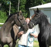 A person stands between two dark-colored horses outdoors, holding the horses' reins, with a shed and trees visible in the background.