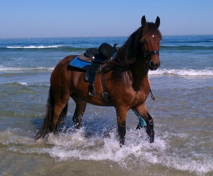 A brown horse with a saddle and a hat on top walks through shallow water on a beach with waves in the background.