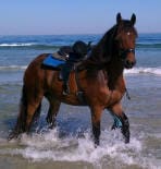 A brown horse with a saddle and bridle stands in shallow ocean water with small waves in the background.