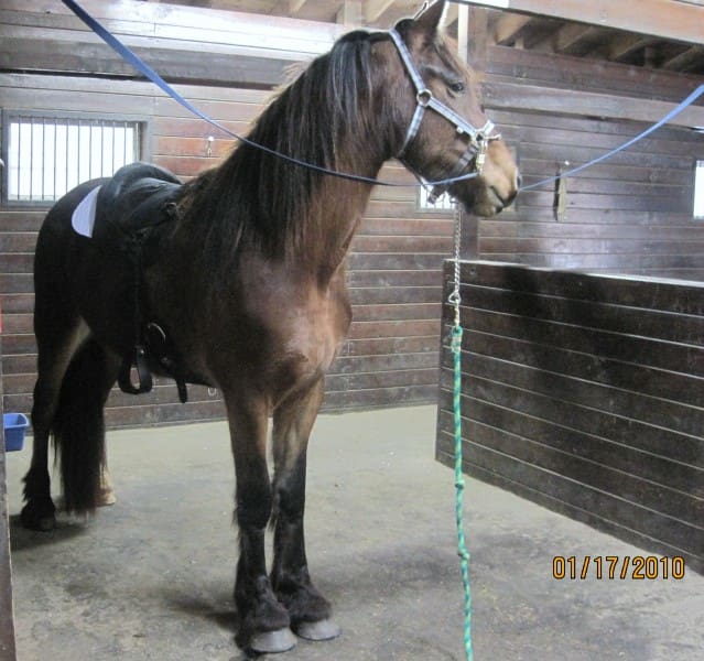 A brown horse stands secured in a stable, fitted with a saddle and bridle. The date on the image indicates January 17, 2010.