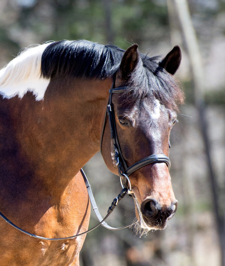 A close-up view of a brown horse with a white marking on its mane, wearing a bridle, against a blurred outdoor background.