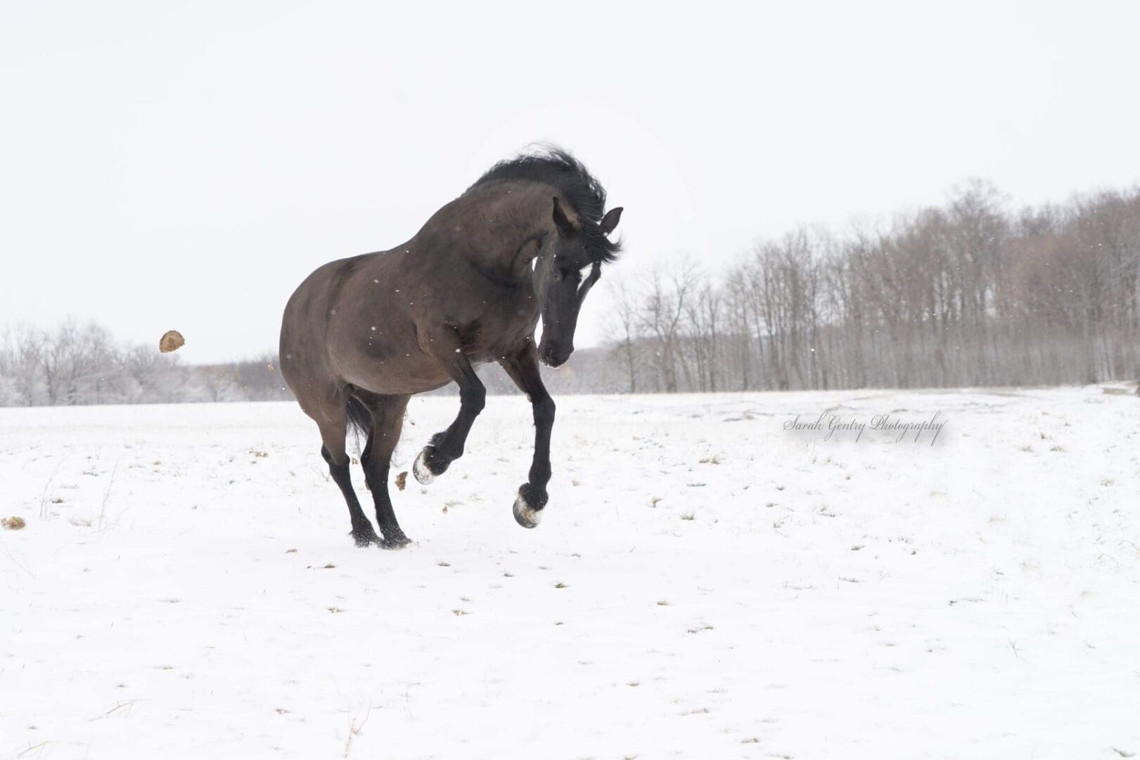 A black horse jumps energetically in a snowy field with sparse, leafless trees in the background.