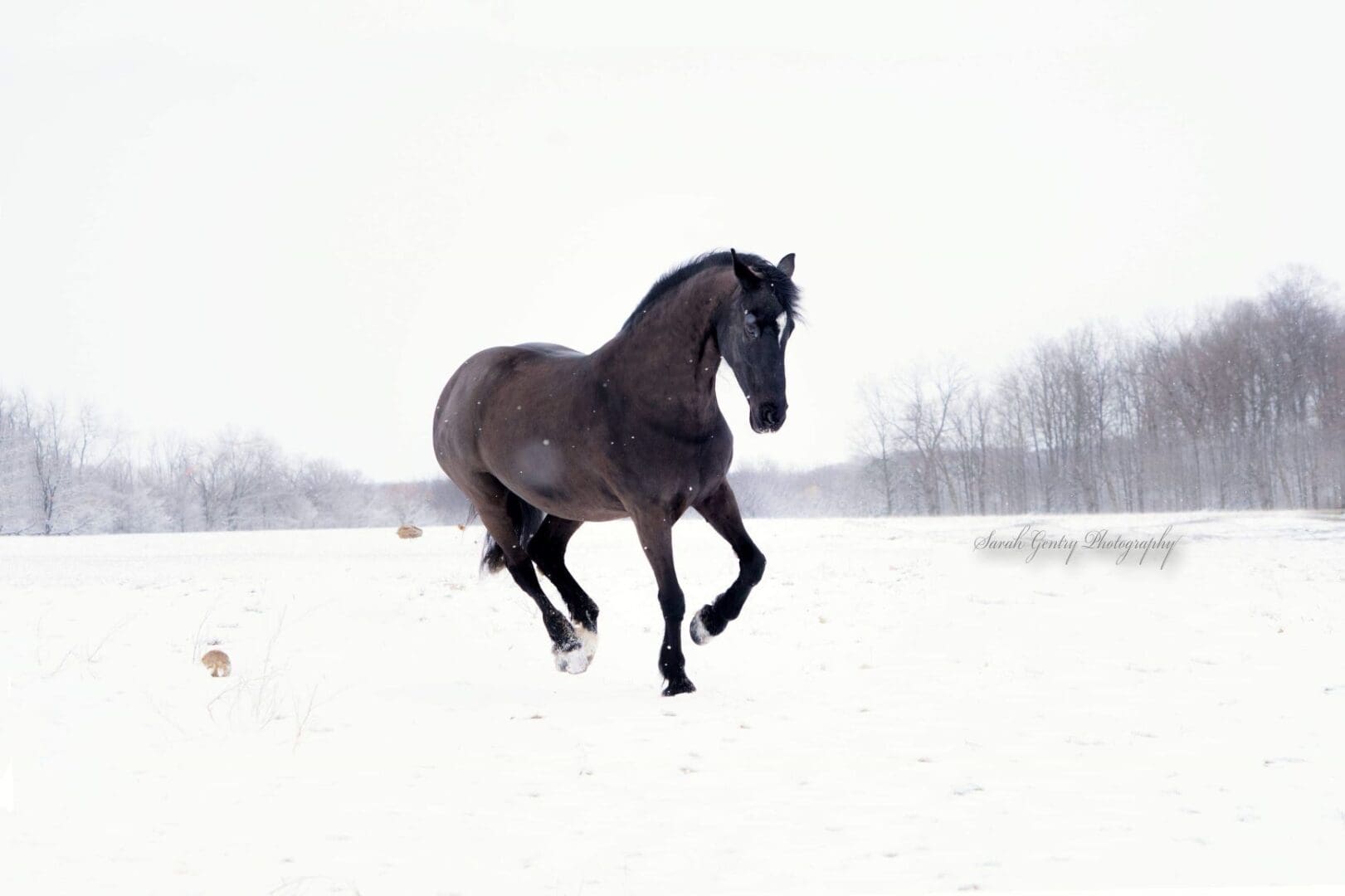 A black horse moves gracefully through a snowy field, with bare trees in the background.