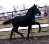 A black horse is trotting inside a fenced enclosure on a cloudy day.