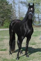 A black horse stands on grass, facing forward, with trees in the background. The horse has a blue halter on its head.