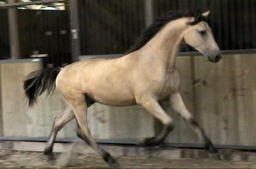 A tan horse with a black mane and tail is trotting inside an enclosed stable area with wooden walls.