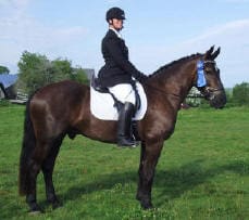 A rider in formal equestrian attire sits atop a dark brown horse with a blue ribbon on its bridle, standing on a grassy field.