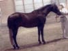 A person in white attire stands next to a dark-colored horse in a stable with large windows in the background.