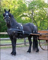 A black horse harnessed to a wooden carriage in an outdoor setting with green trees in the background.