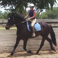 A person wearing a helmet and riding gear is riding a dark brown horse in an outdoor arena.