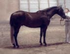 A person in light-colored attire holds the reins of a dark brown horse standing on a dirt floor indoors.