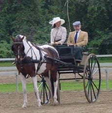 Two people in formal attire ride in a horse-drawn carriage, with a brown and white horse pulling them. The background consists of trees and a fenced area.