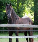 A brown horse with a long mane stands behind a wooden fence in a grassy area with trees in the background.